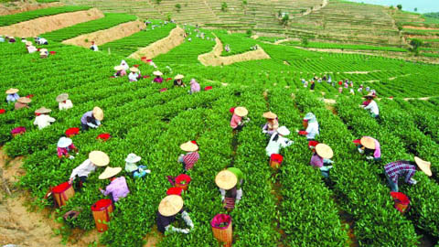 茶叶除湿机